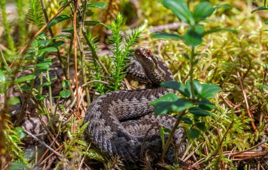 An European adder coiled on the forest floor in Mustjõe, Estonia during summer.